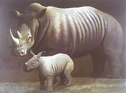 rhinos